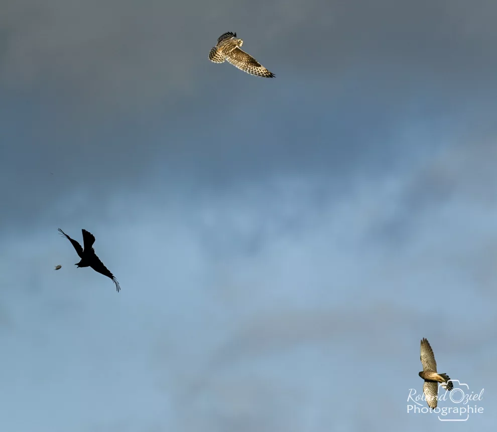 Pendant notre sortie nature en Vendée 3 espèces d'oiseau sur la même photo