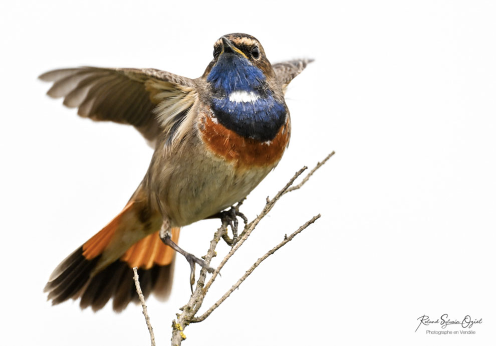 Photo de Gorgebleue à miroir un oiseau migrateur 