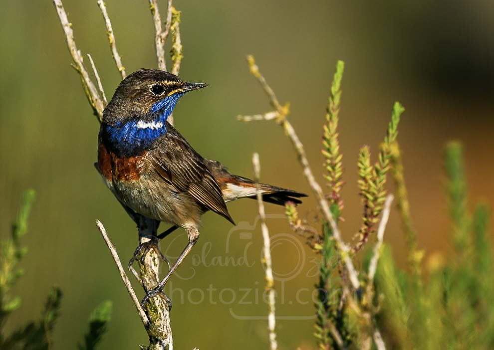 Observer la Gorgebleue à miroir un oiseau migrateur en Vendée