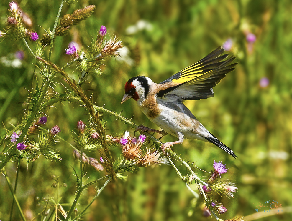 Chardonneret élégant oiseau à observer en Vendée toute l'année.