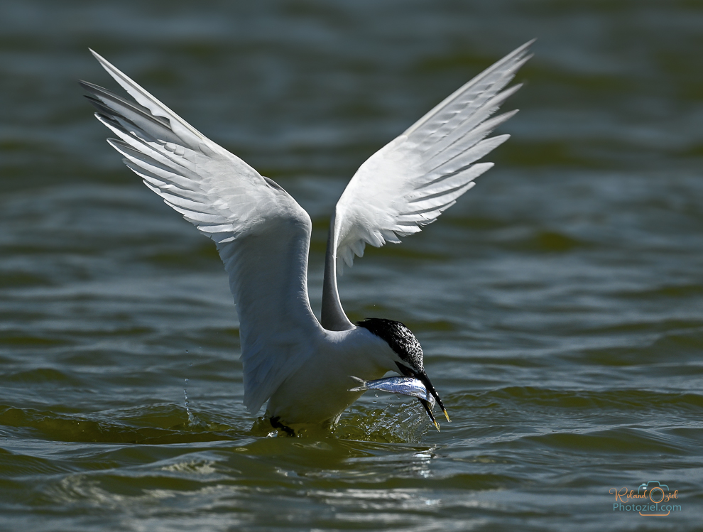 Sterne caugek avec son poisson pendant un stage d'observation des oiseaux.