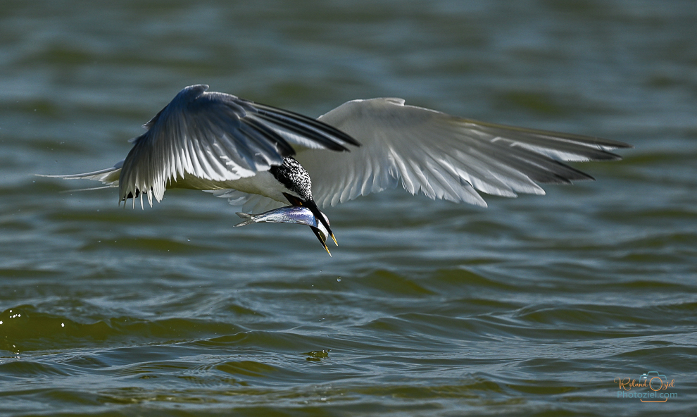 Sterne caugek à observer avec son poisson en vendée 