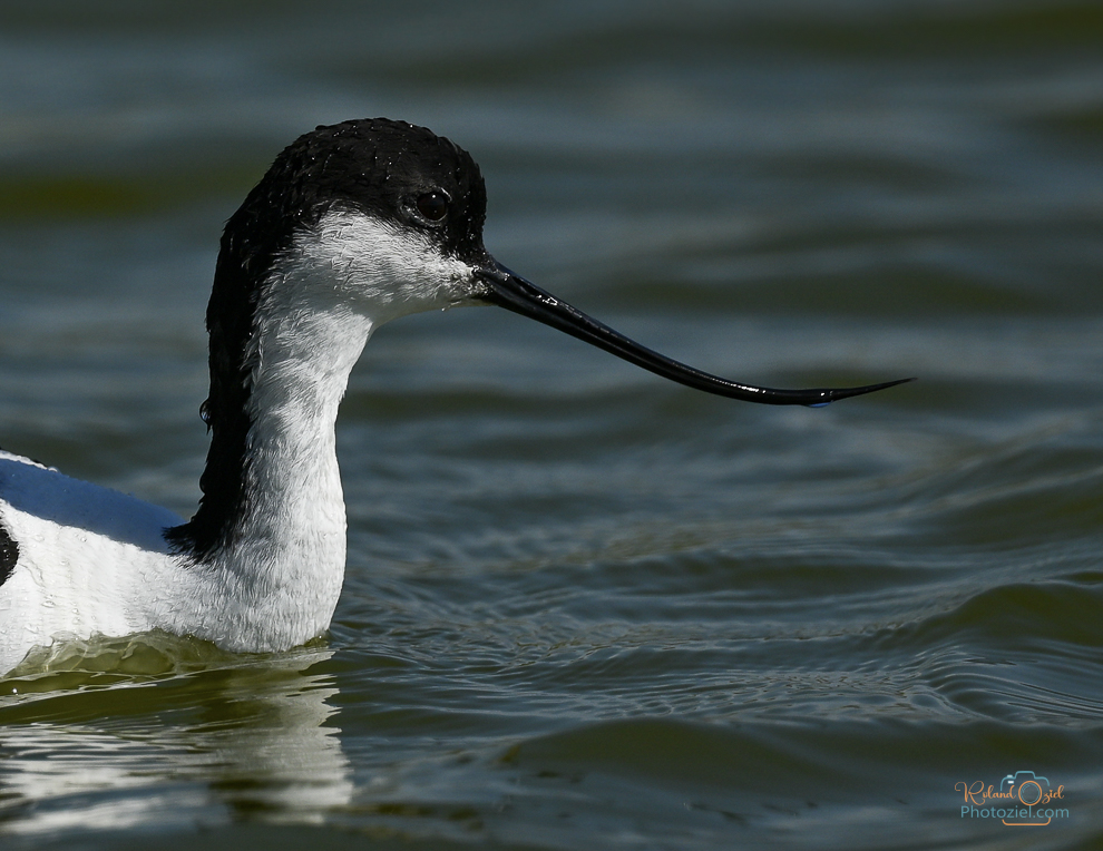 Observer les oiseaux en Vendée, l'Avocette élégante photo prise dans le Marais Breton