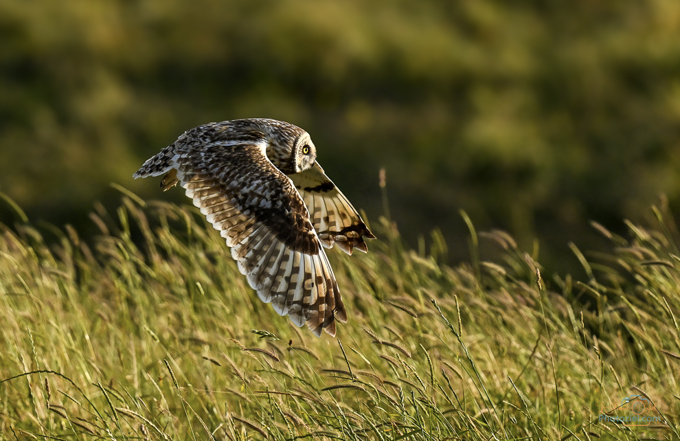 Le Hibou des marais un oiseau que l'on peut observer en Vendée