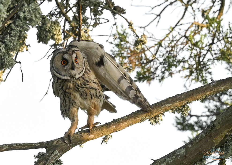 Rencontre avec le Hibou moyen-duc pendant un stage pour se ressourcer dans la Nature