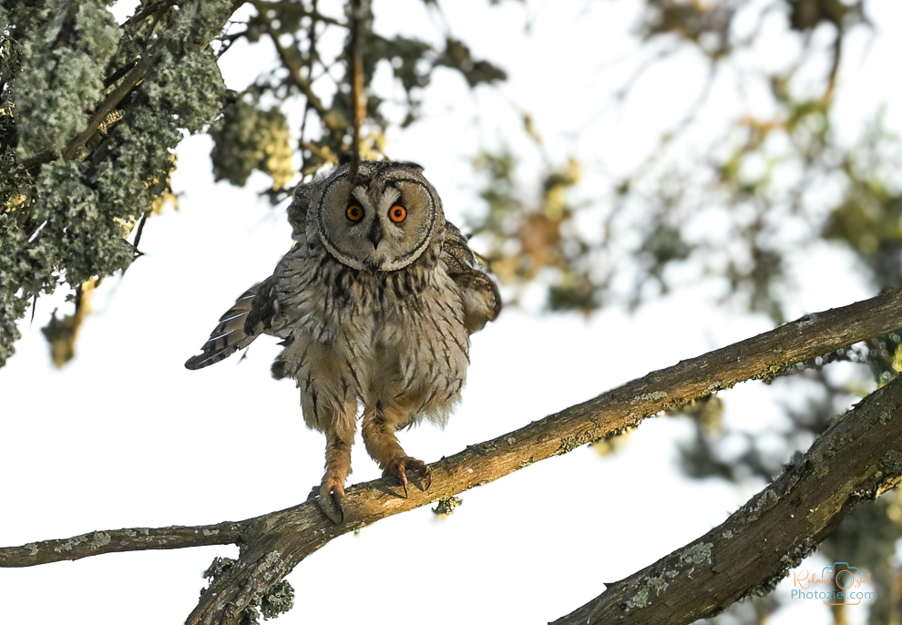 Harmonie intérieure et ressourcer dans la Nature en compagnie du Hibou moyen-duc