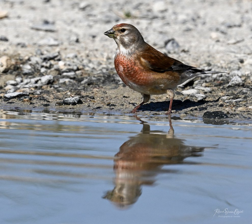 Linotte mélodieuse observable pendant les sortie Nature