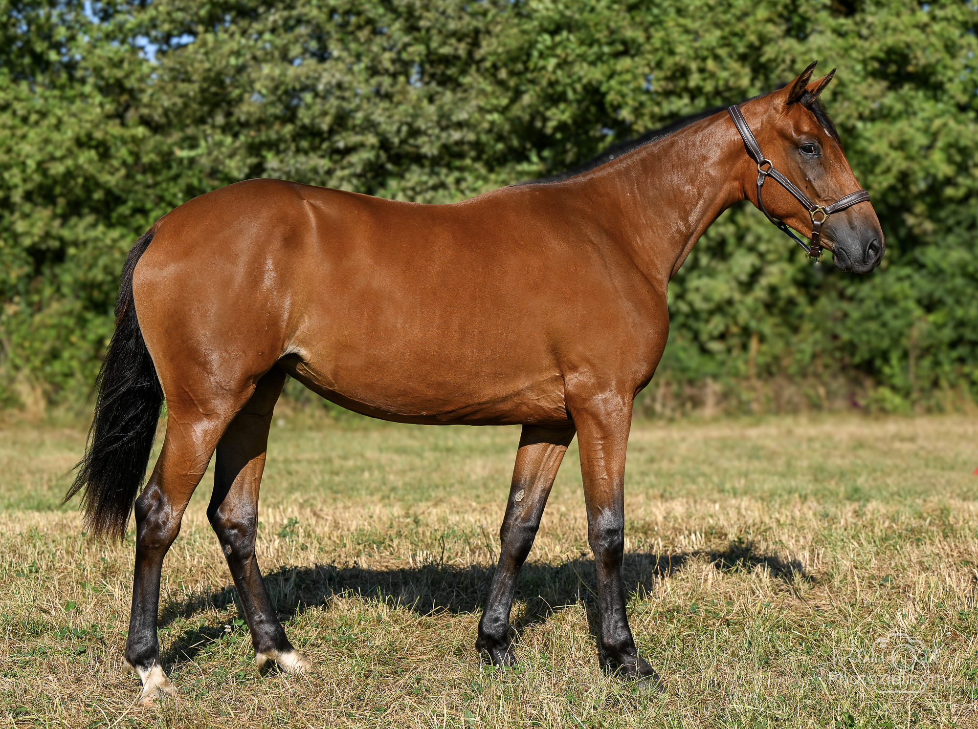 Photographie de cheval par photographe équestre en Vendée