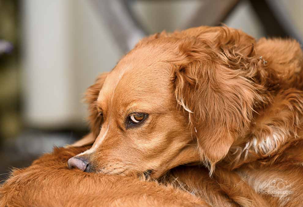 Séance photo artistique pour chien