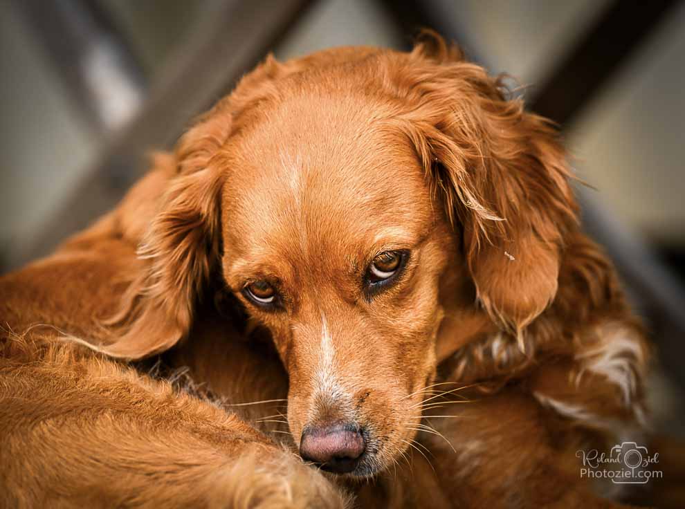 Photographie professionnel pour chien