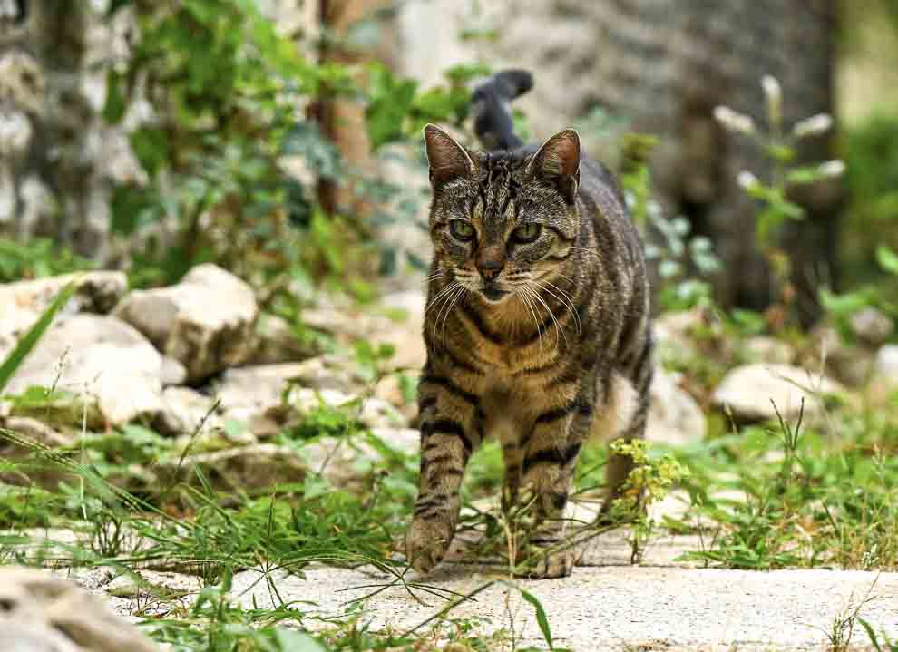 Photographie de chiens et de chats