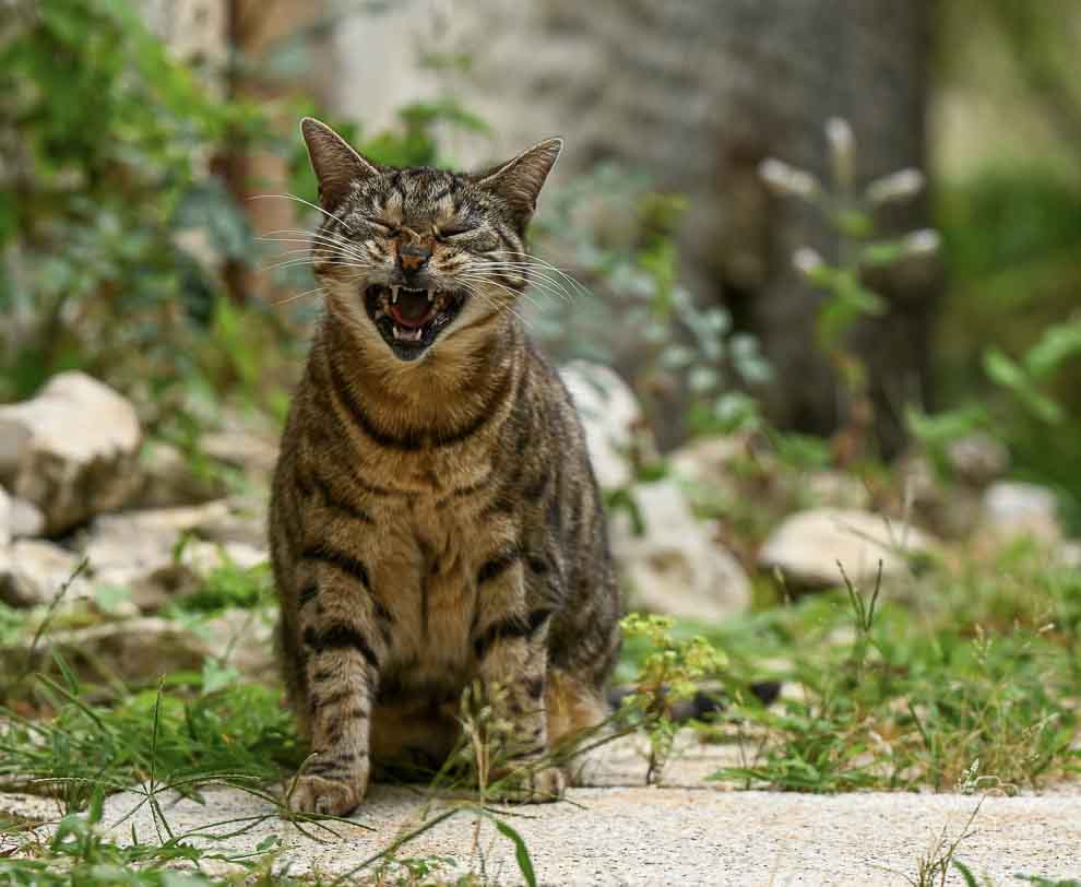 Shooting photo animaux de compagnie