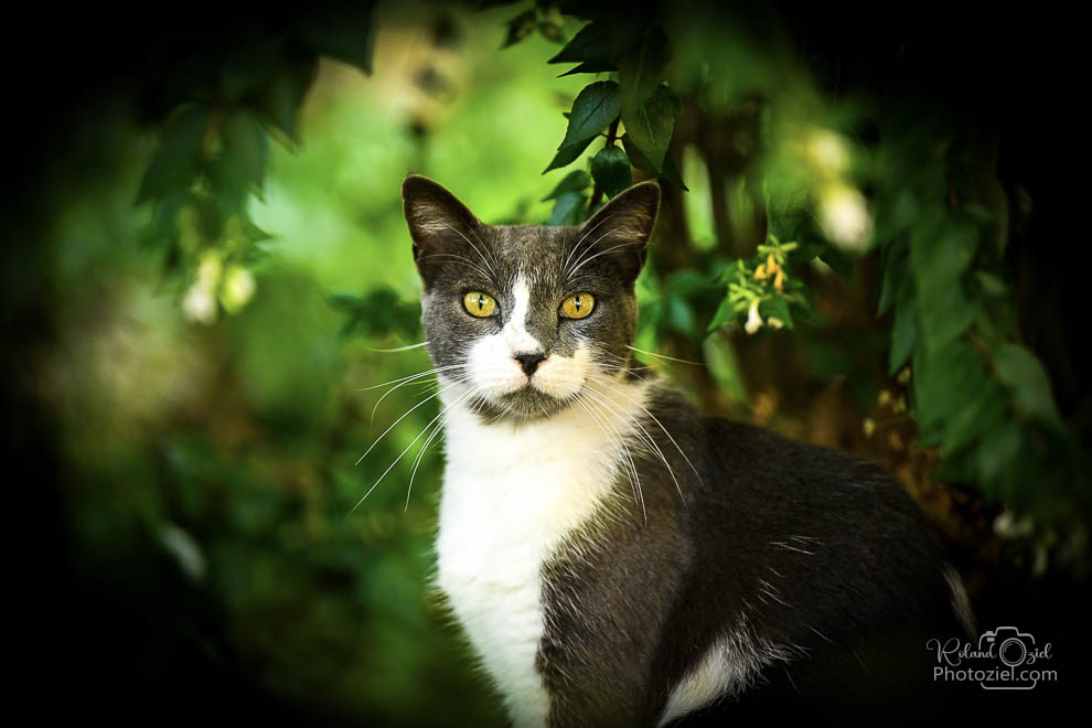 Photographe spécialisé en chiens et chats