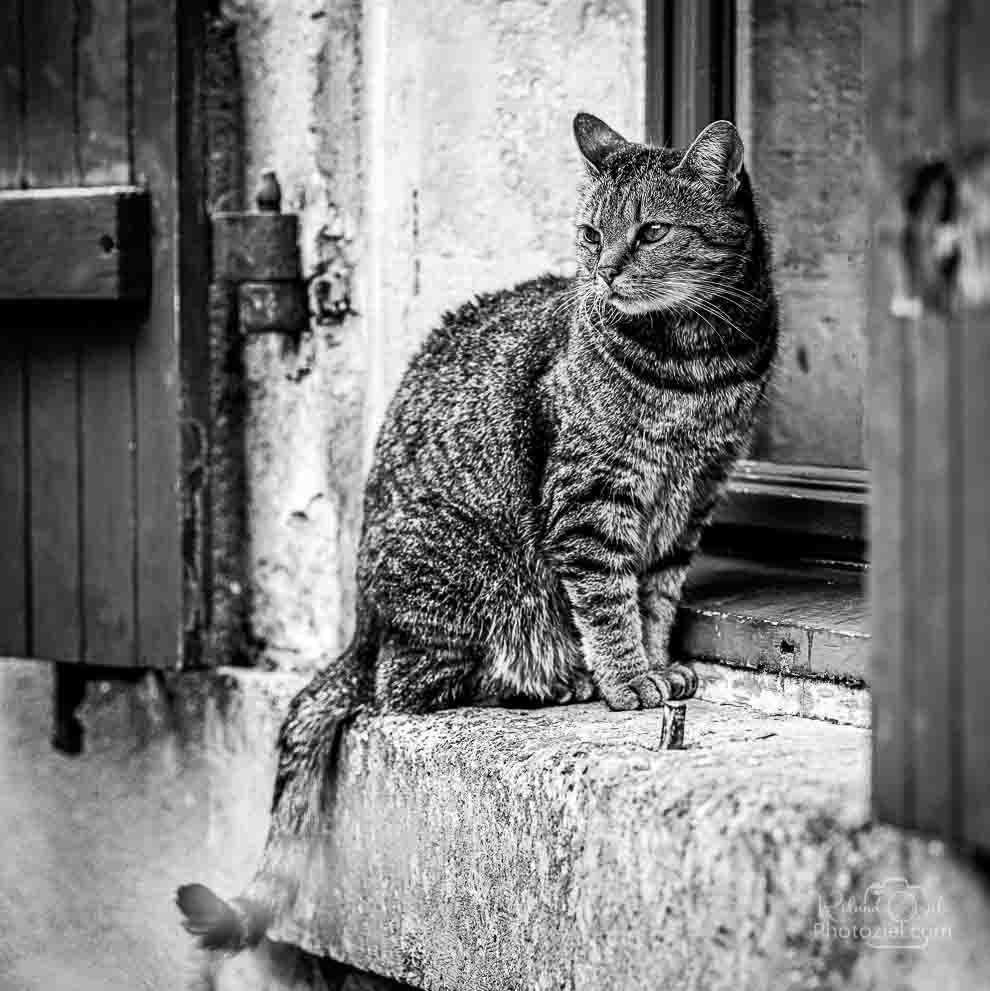 Photographe pour animaux de compagnie en Vendée