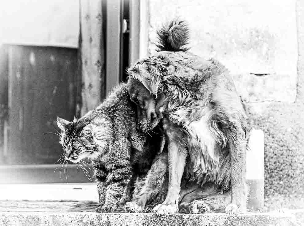 Photo de chien et chat ensemble