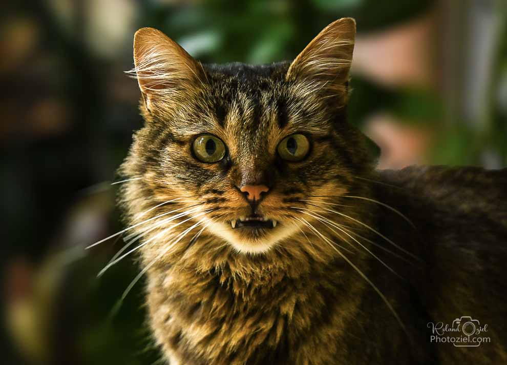 Photo d&apos;une tête de chat