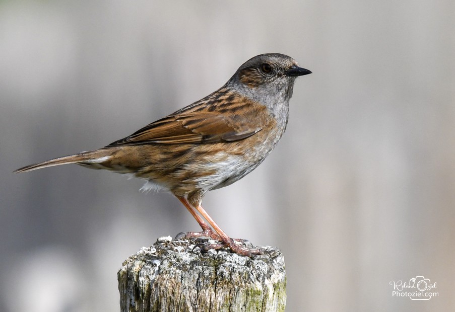 Banque de sons oiseaux alouette des champs