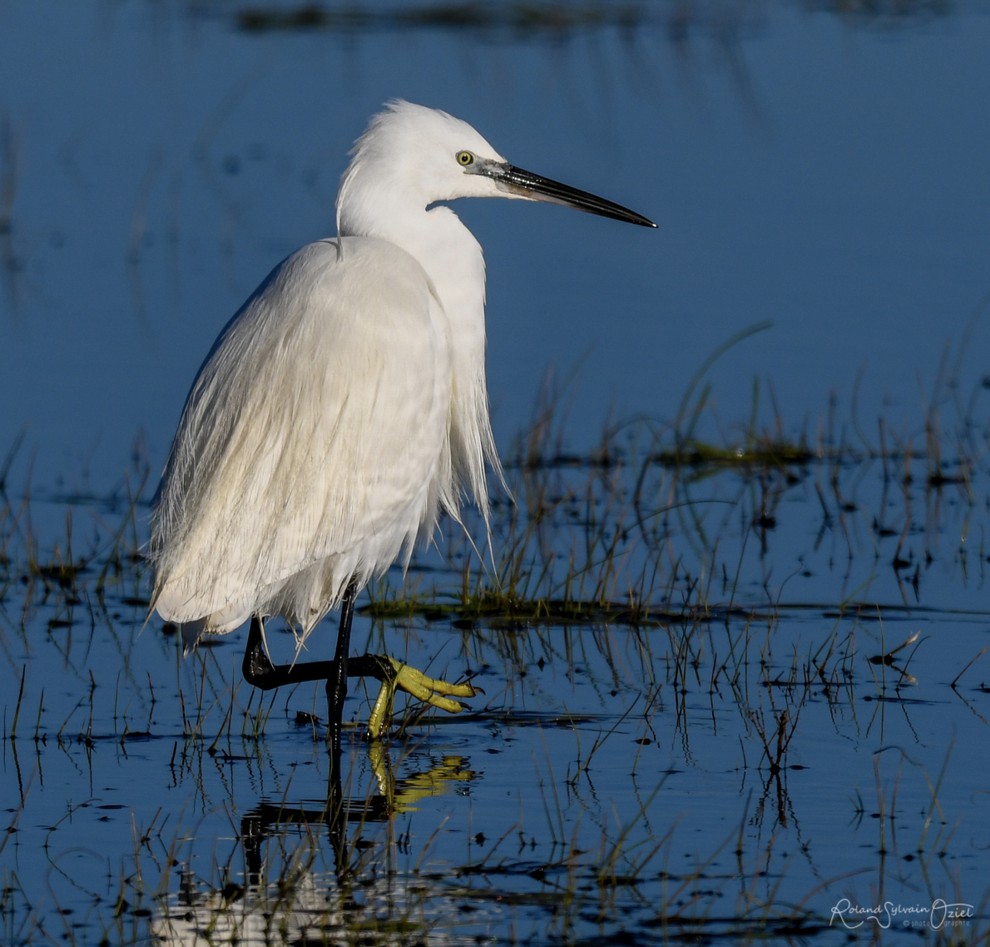 Banque de sons oiseaux alouette des champs