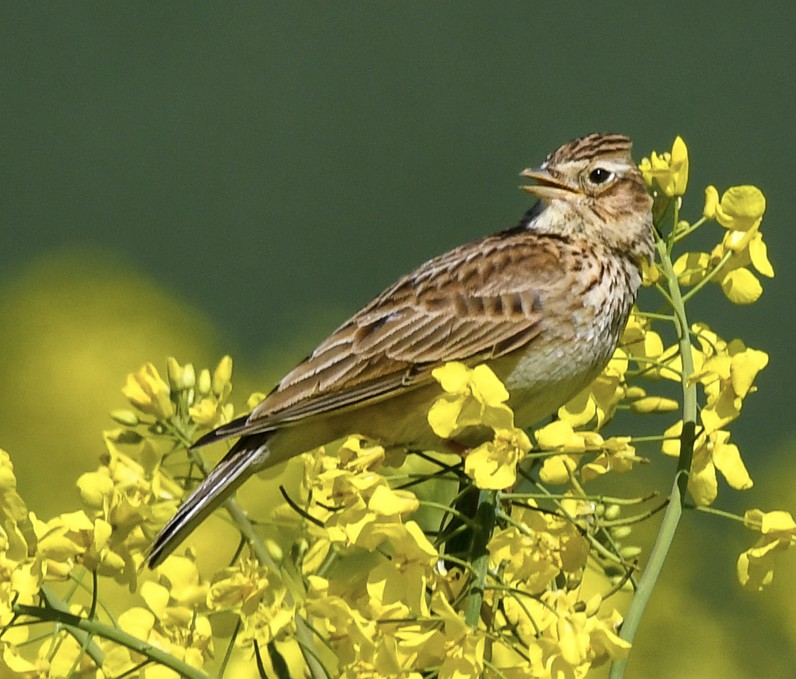 Banque de sons oiseaux alouette des champs