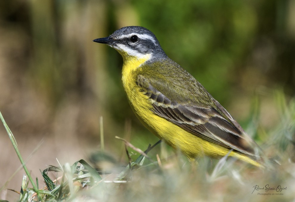 Banque de sons oiseaux alouette des champs