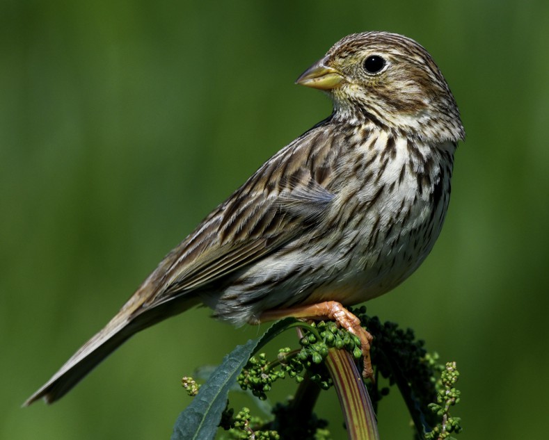 Banque de sons oiseaux Bruant proyer