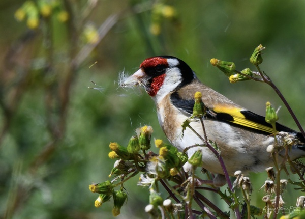 Son chant d&apos;oiseau le chardonneret élégant