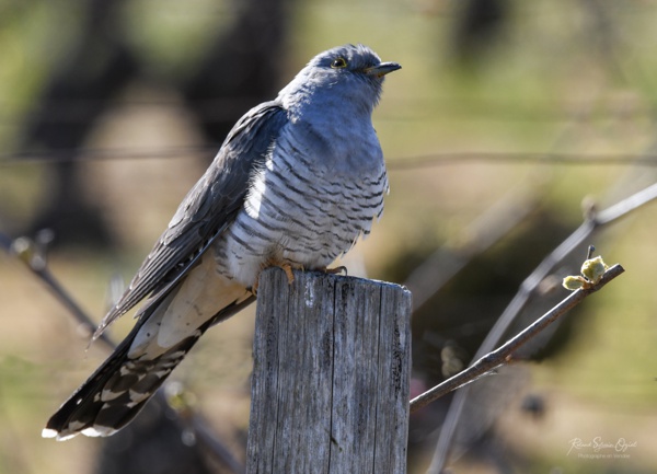 Chant d&apos;oiseau le coucou gris