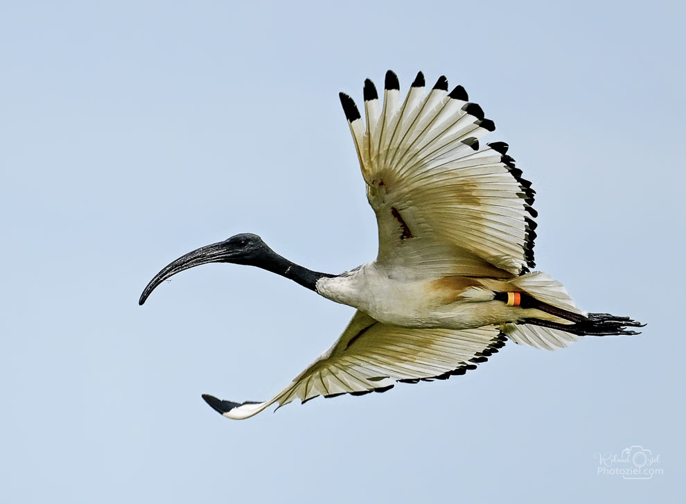 Photographie de l'Ibis sacré pendant un stage photo animalière en Vendée