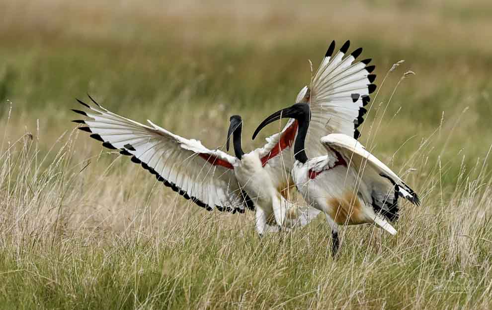 Photo d'ibis sacré prise dans un champs à partir d'un affût improvisé