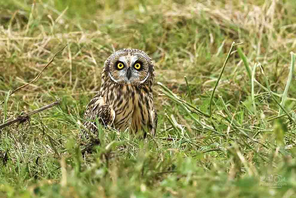 Photo du hibou des marais que l'on peut observer pendant un stage photo animalière en Vendée