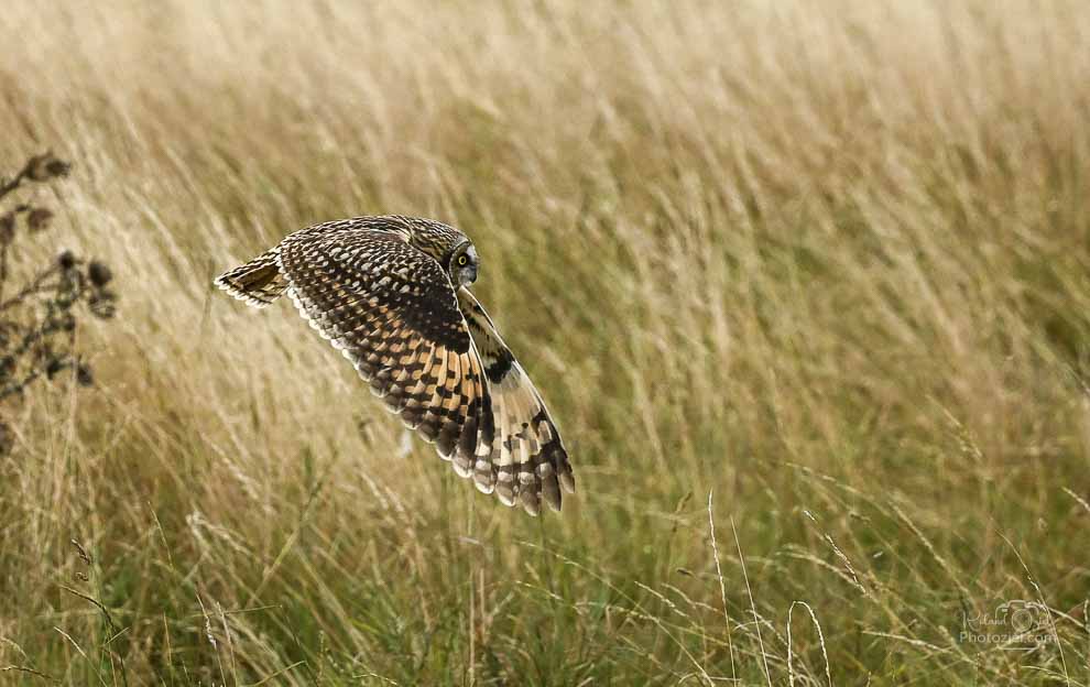 Photo d'un hibou des marais en vol avec apprentissage des réglages de l'appareil photo