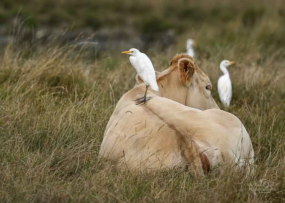 Photo artistique de héron gardeboeuf sur une vache dans un champ