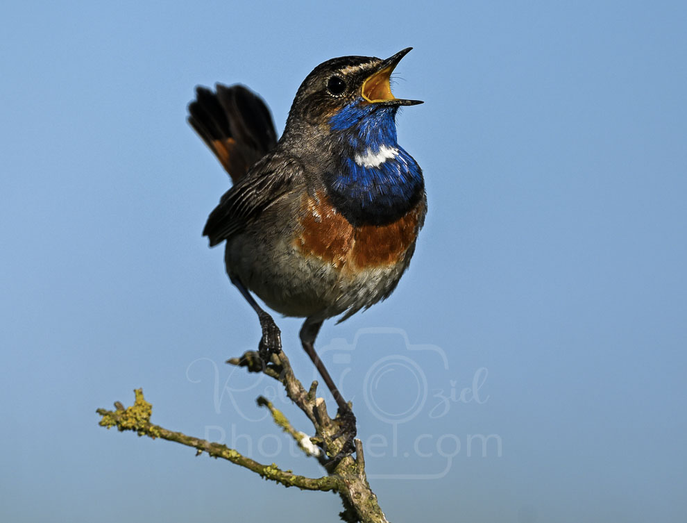 Chant d&apos;oiseau gorgebleue à miroir