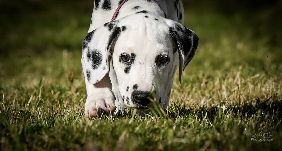 Chiot sentant l&apos;herbe