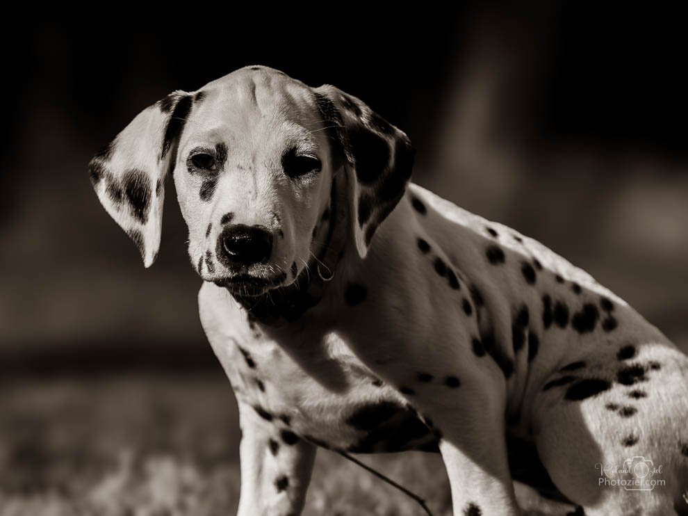 Photo noir et blanc d&apos;un dalmatien