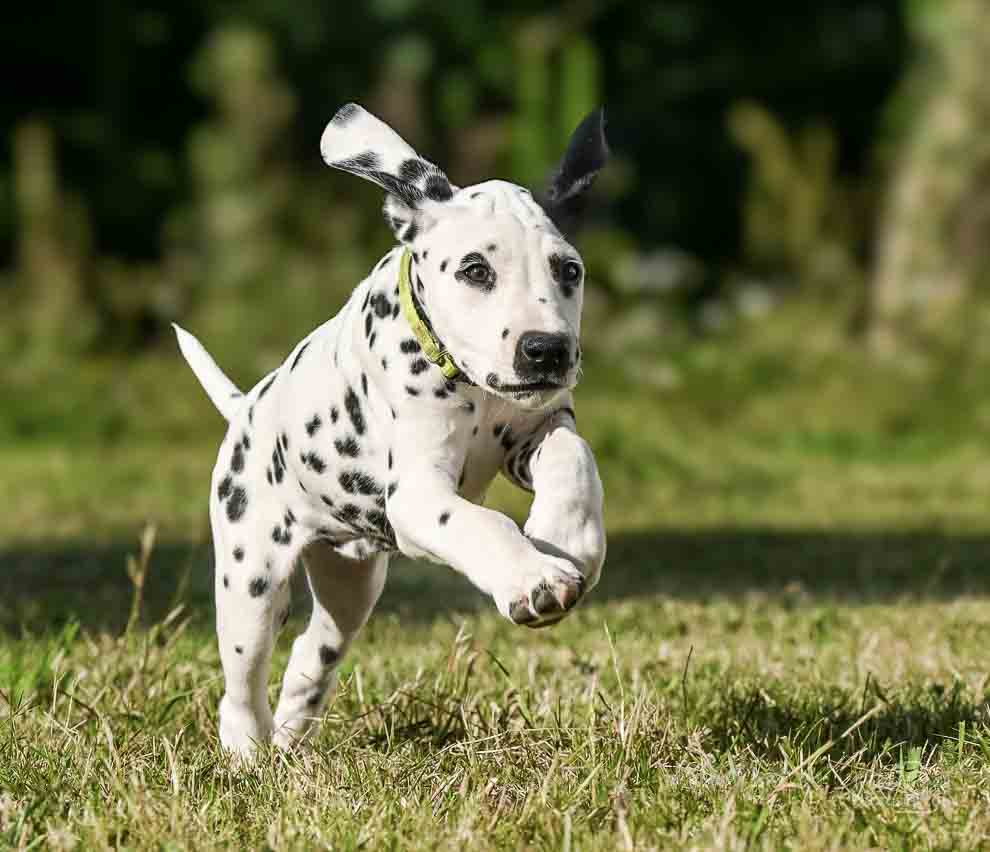 Photo de chien en train de sauter