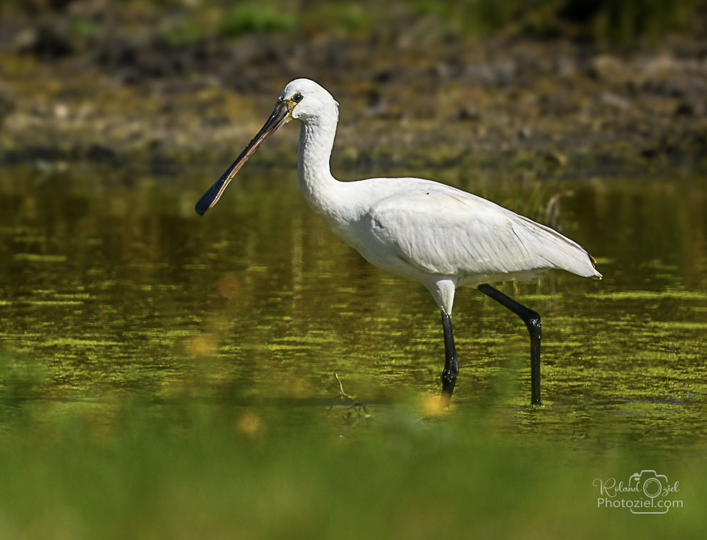 Photo de Spatule blanche prise pendant le stage photo animalière 