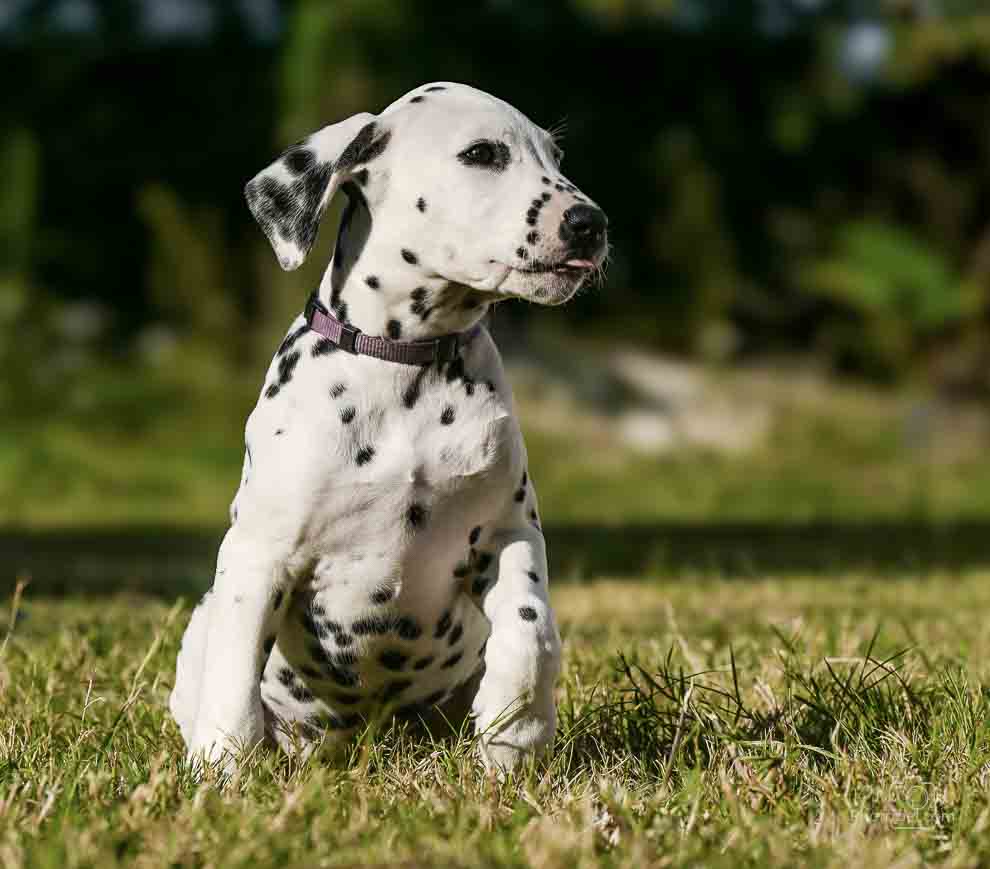 Photo d&apos;un chien assis dans l&apos;herbe