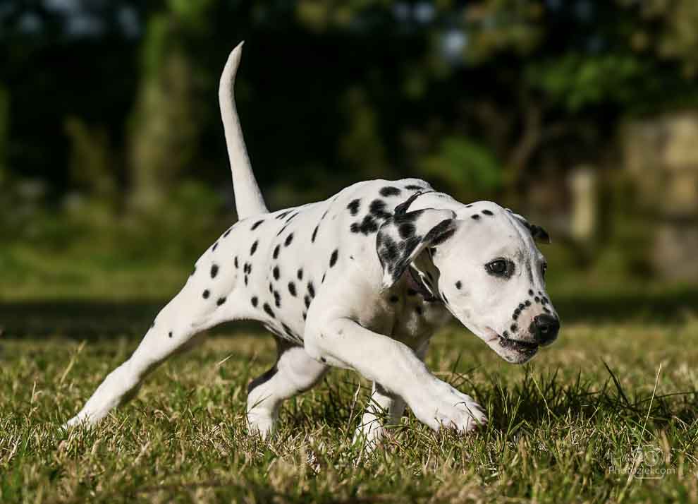 Photographie d&apos;un chien dans l&apos;herbe