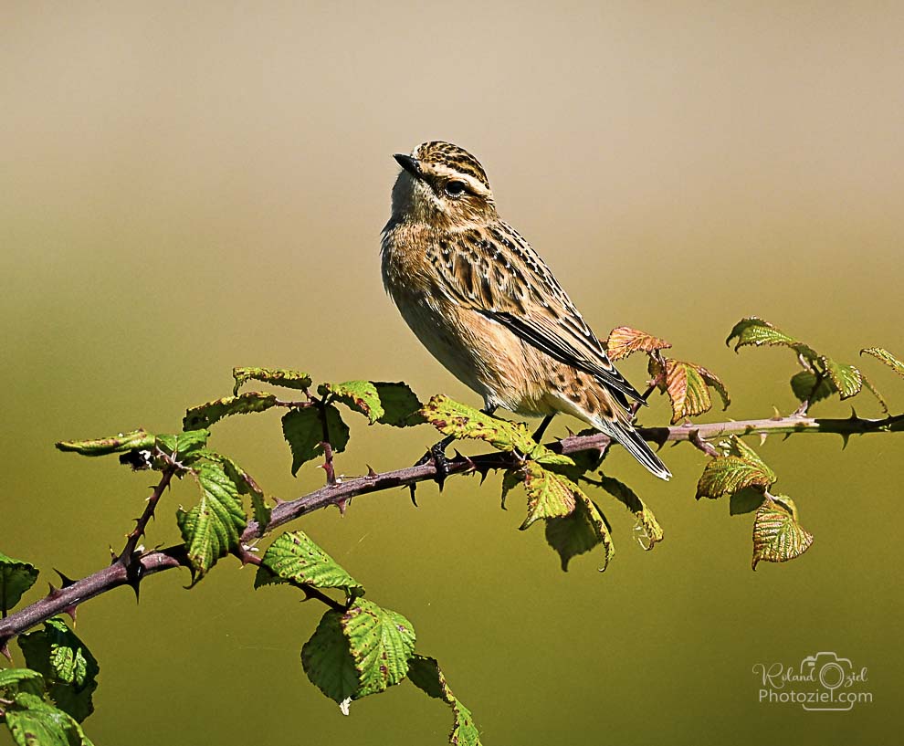 Apprentissage de la photo animalière Le Tarier des prés en photo