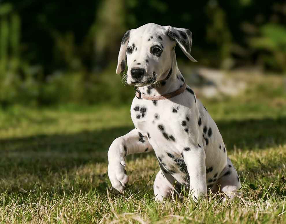 Shooting photo de chien