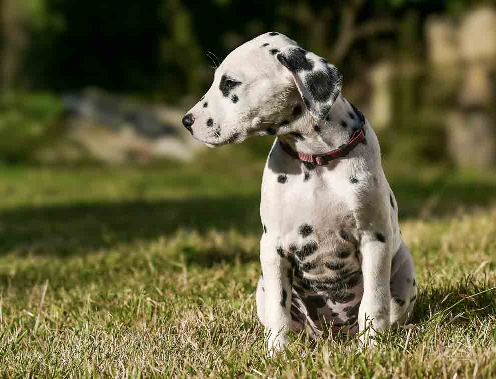 Photo d&apos;un chien regardant à gauche