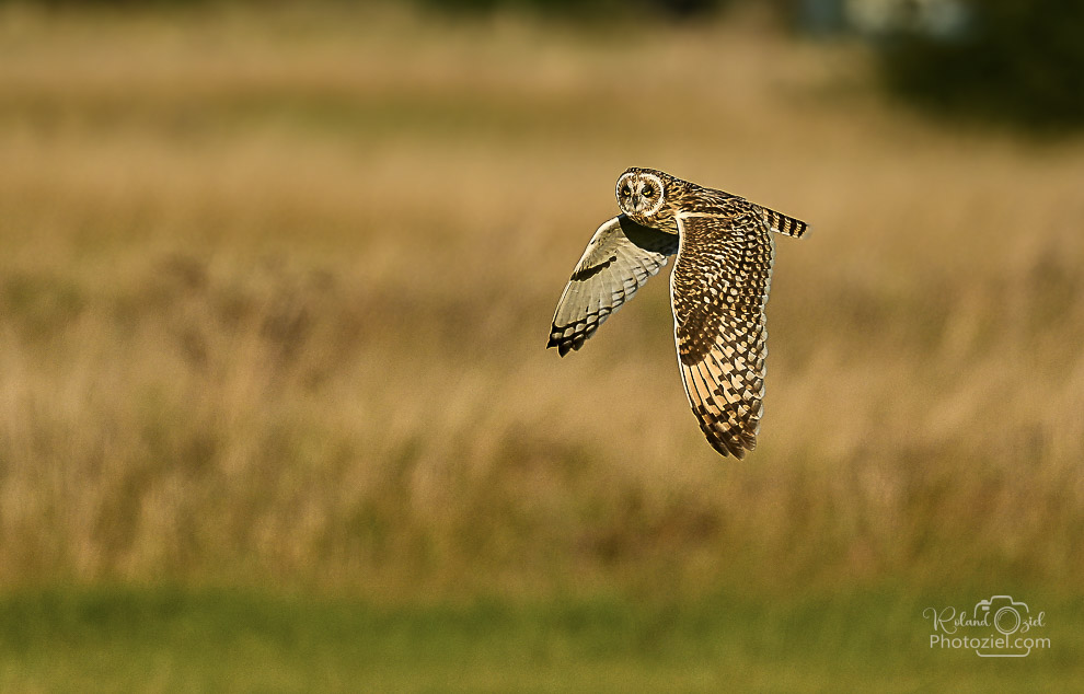 Photo du Hibou des marais prise pendant le stage en Vendée