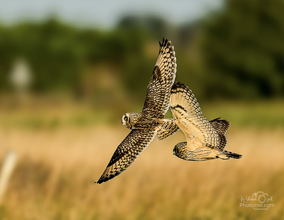 Roland OZIEL photographe animalier en Vendée pour observer le Hibou des marais