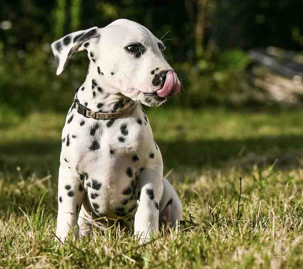 Photo d&apos;un chien irant la langue