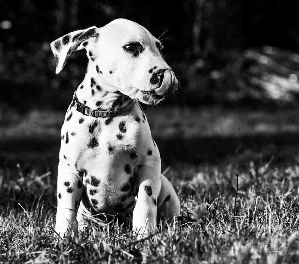 Photo en noir et blanc d&apos;un chien