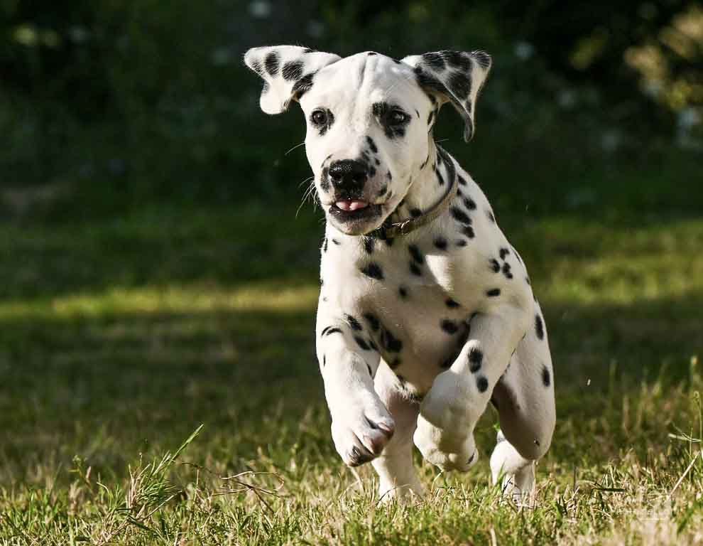 Chiot en train de courrir dans l&apos;herbe