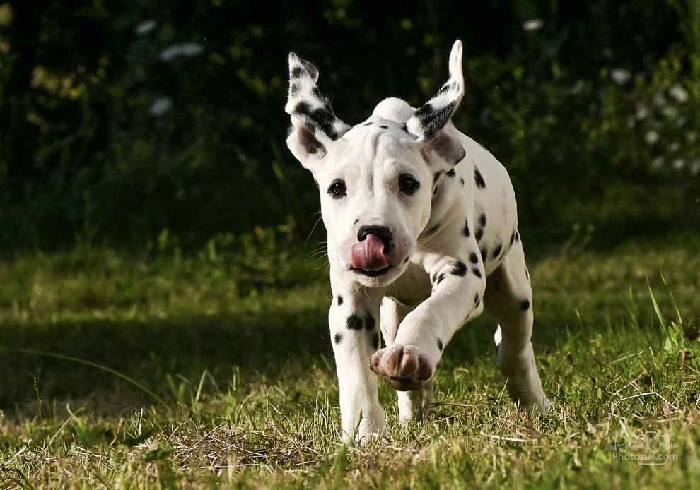 Photo de chien qui coure avec les oreilles levées