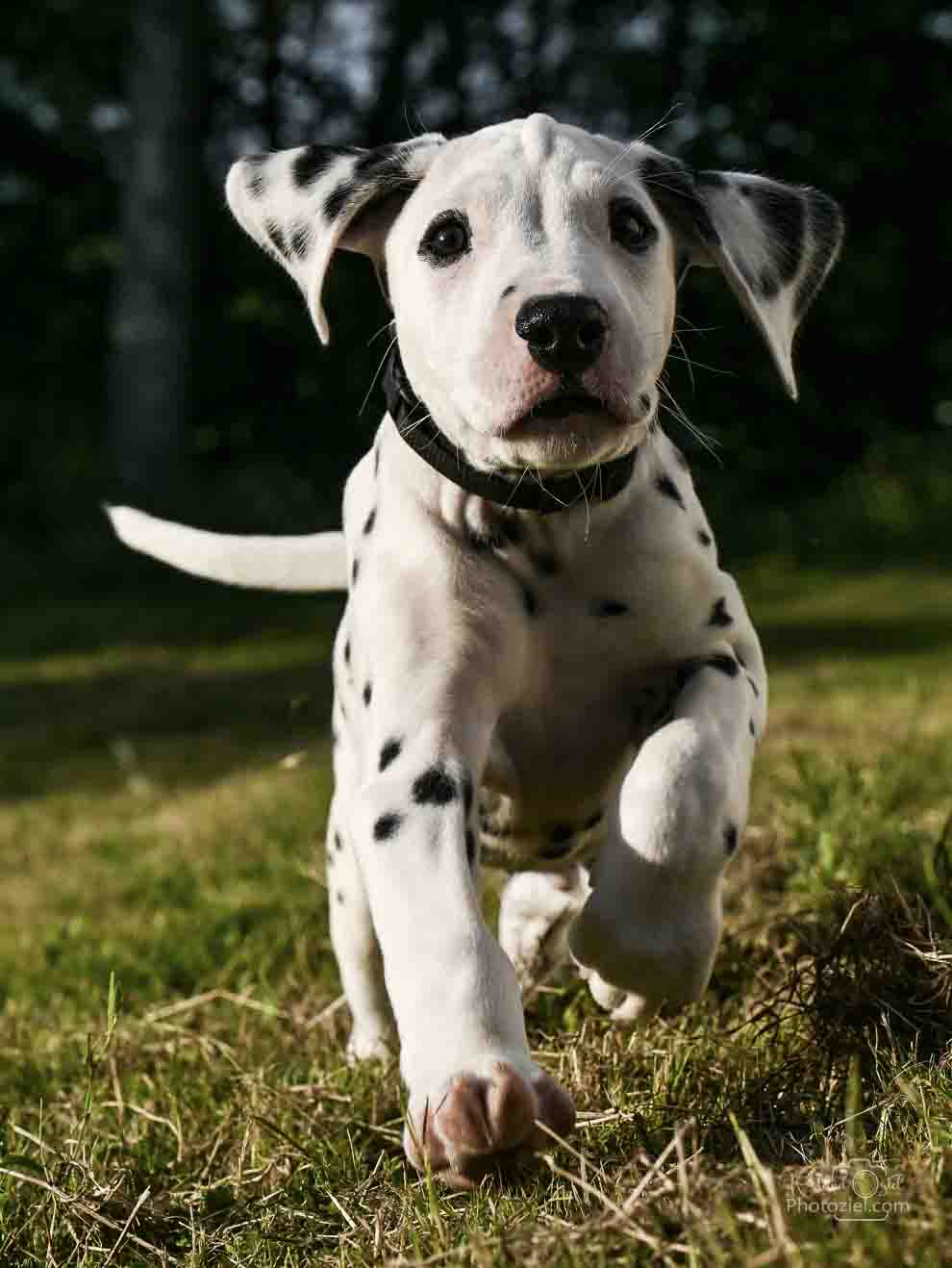 Photographe de chiot en train de sauter