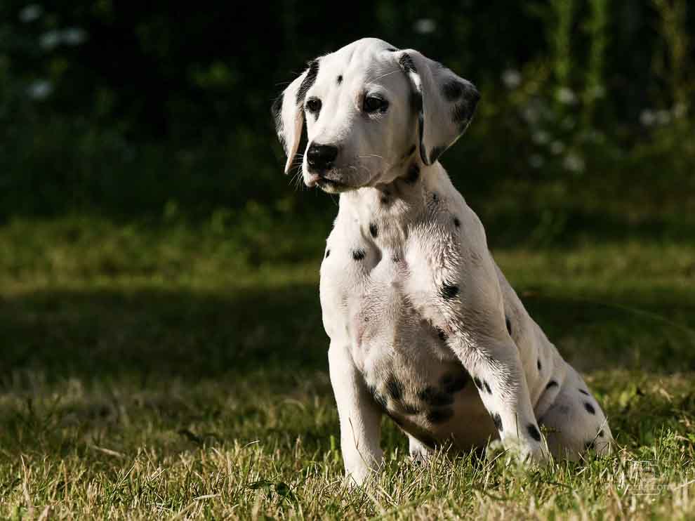 Photo d&apos;un chien assis dans l&apos;herbe